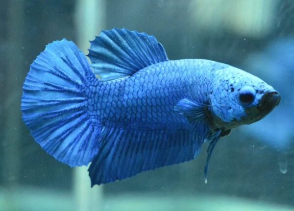 Sziámi harcoshal - Félhold plakát betta (Betta splendens)