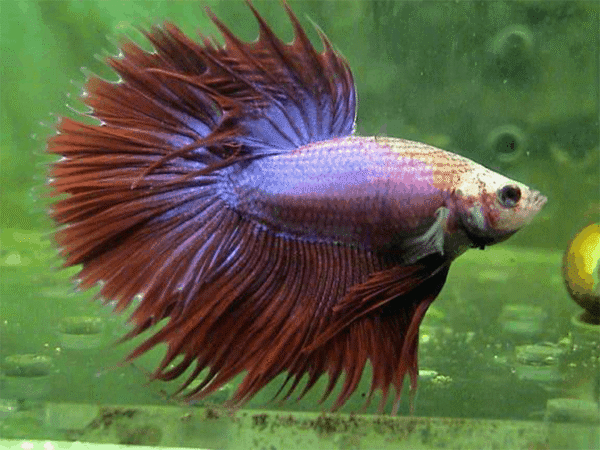 Sziámi harcoshal - Fésűfarkú betta (Betta splendens)