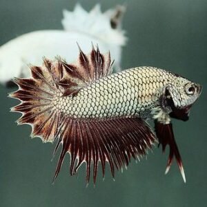 Sziámi harcoshal - Koronás plakát betta (Betta splendens)