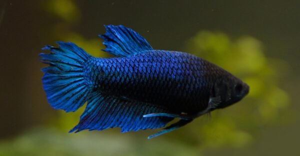 Sziámi harcoshal - Nőstény betta (Betta splendens) - Image 2
