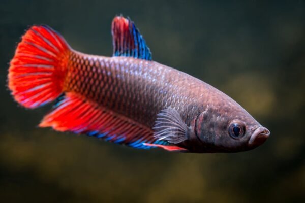 Sziámi harcoshal - Nőstény betta (Betta splendens) - Image 3