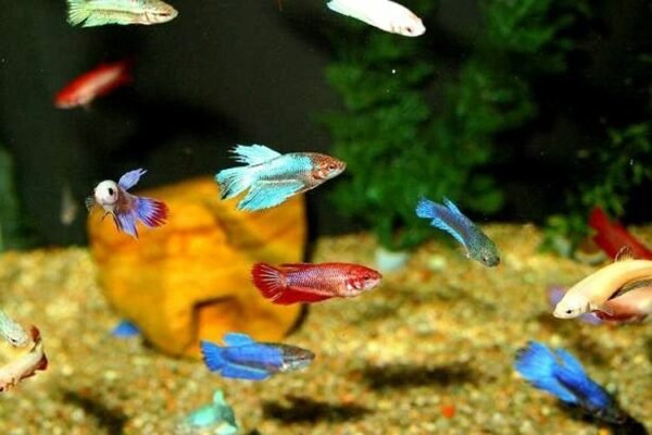 Sziámi harcoshal - Nőstény betta (Betta splendens) - Image 8