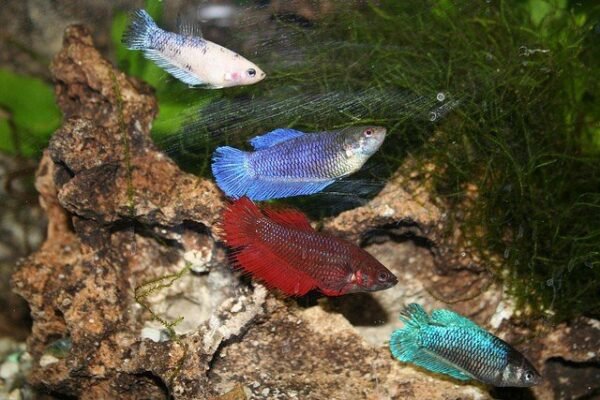 Sziámi harcoshal - Nőstény betta (Betta splendens) - Image 9
