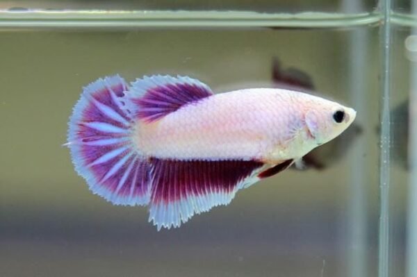 Sziámi harcoshal - Nőstény betta (Betta splendens) - Image 4