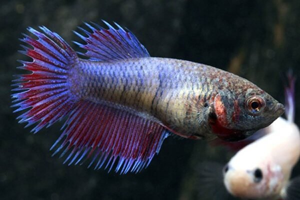 Sziámi harcoshal - Nőstény betta (Betta splendens) - Image 5