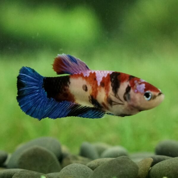 Sziámi harcoshal - Nőstény betta (Betta splendens) - Image 7