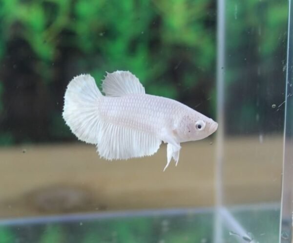 Sziámi harcoshal - Nőstény betta (Betta splendens) - Image 6