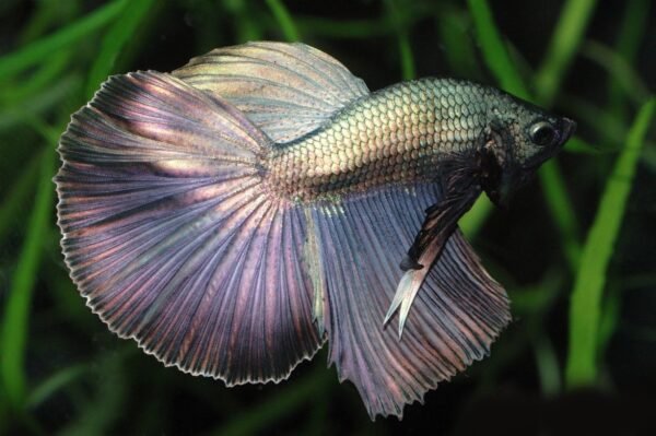 Sziámi harcoshal - Szuperdelta betta (Betta splendens)