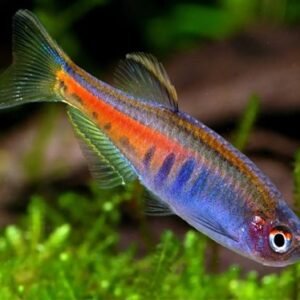 Színpompás dánió (Celestichthys choprae)