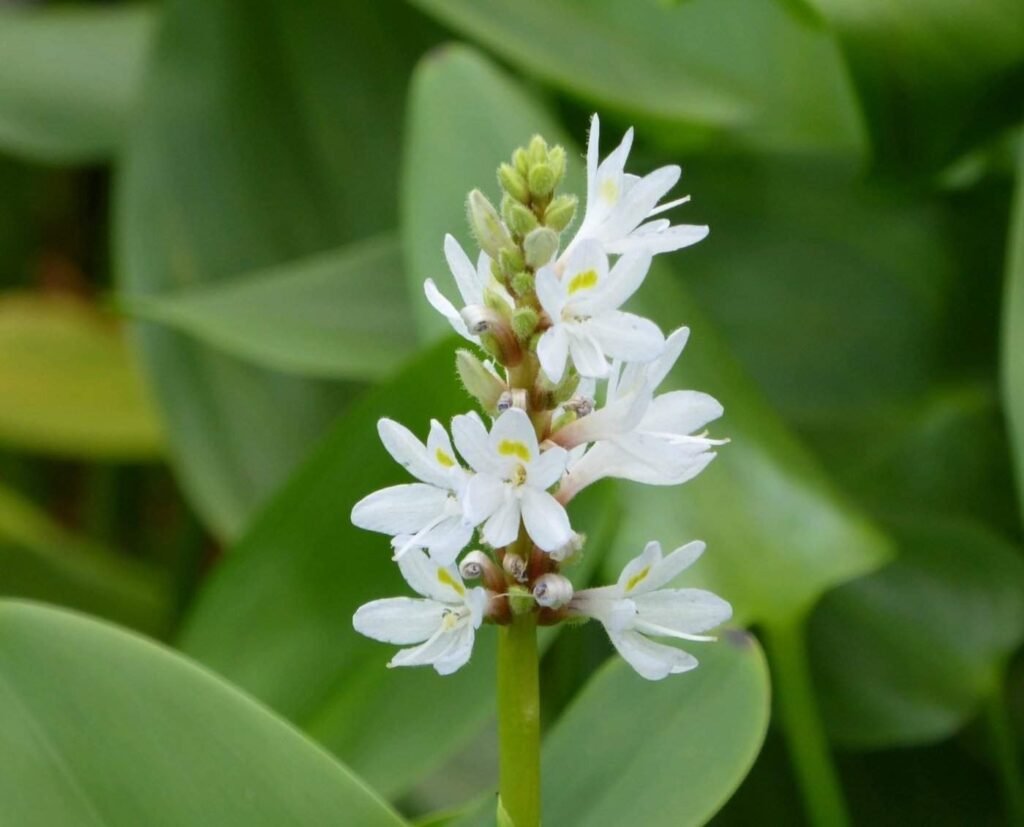 Szívalakú fehér sellővirág - Pontederia cordata 'White pike' - Water ...