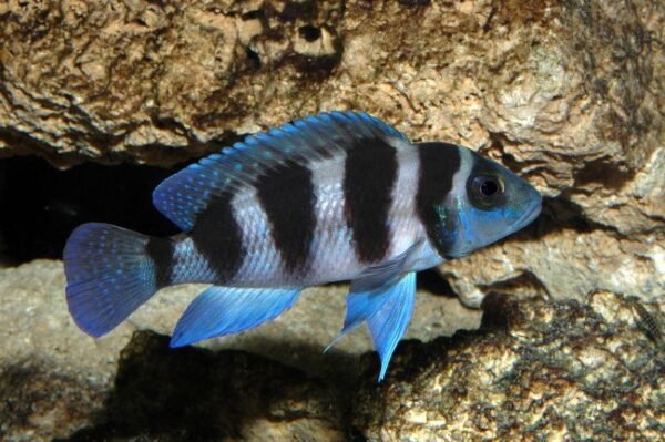 Tanganyikai ötcsíkos sügér (Neolamprologus tretocephalus)