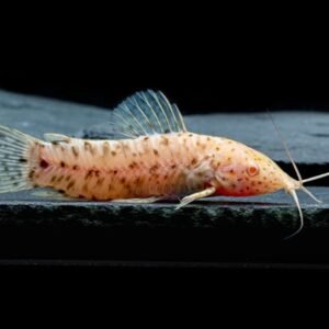Torokátum harcsa ALBINO (Megalechis thoracata)