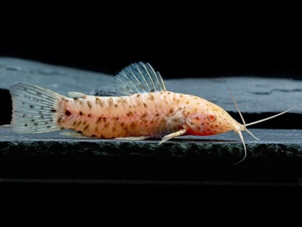 Torokátum harcsa ALBINO (Megalechis thoracata)