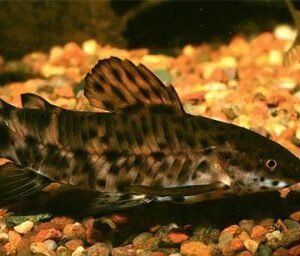 Torokátum harcsa (Megalechis thoracata)