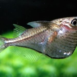 Törpe baltahasú lazac (Carnegiella marthae)