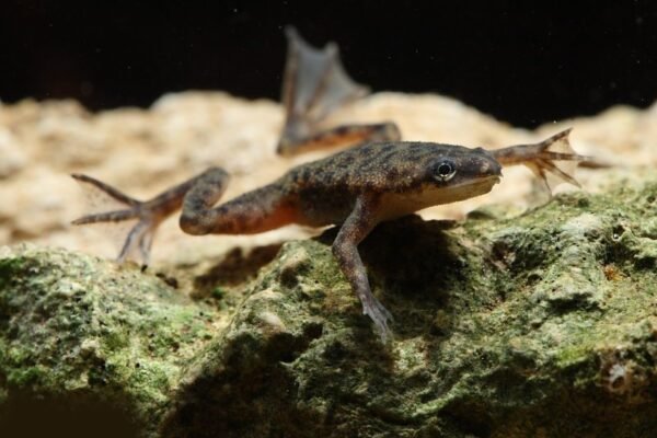 Törpe barna karmosbéka (Hymenochirus curtipes)