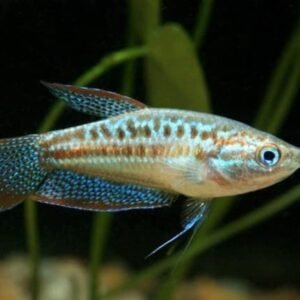 Törpe morgógurámi (Trichopsis pumila)