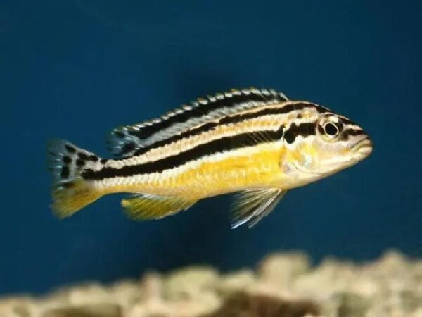 Tűrkíz aranysügér (Melanochromis auratus)