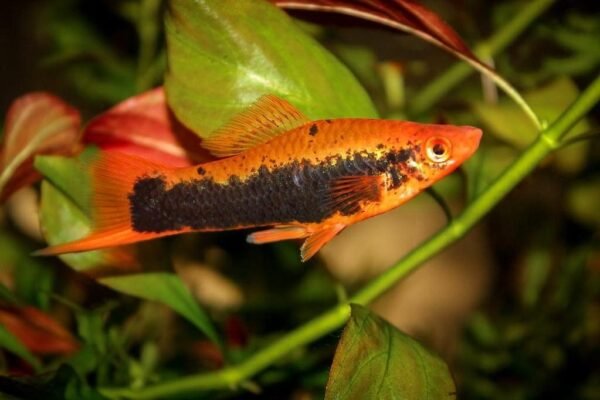 Tuxedo szifó (Xiphophorus helleri)