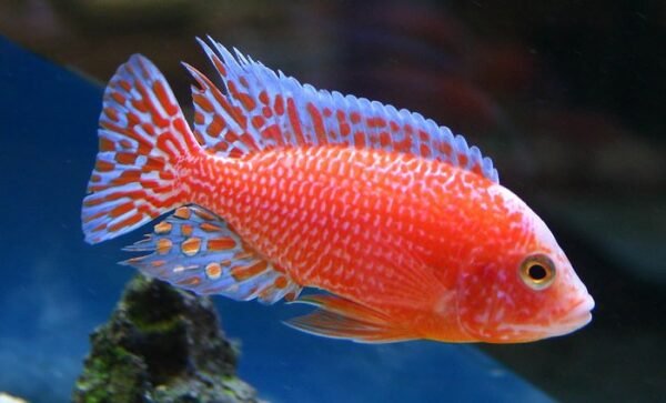 Tűzsügér (Aulonocara sp. Firefish)