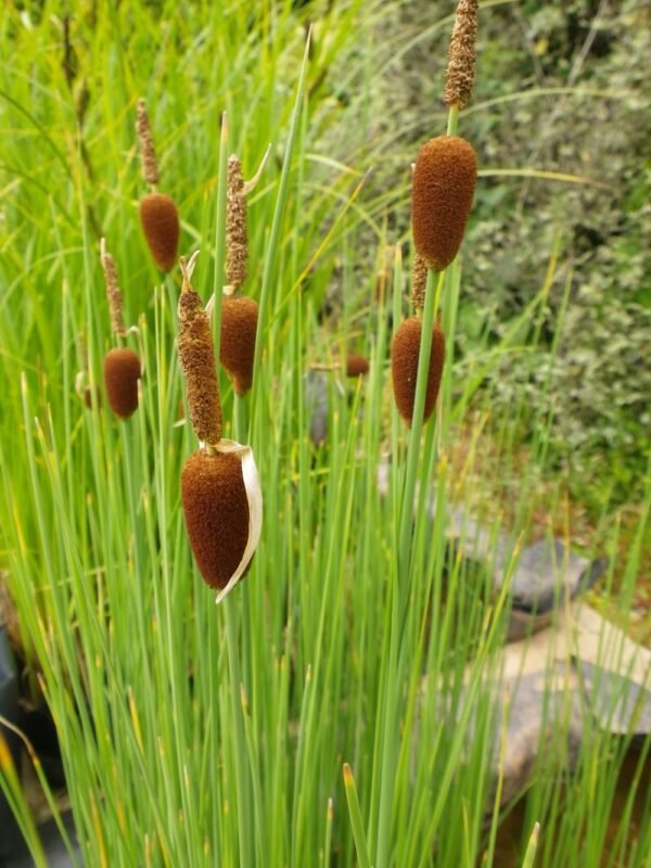 Typha minima (Apró gyékény) - Image 2