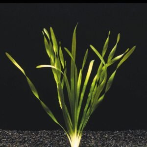 Vallisneria spirális