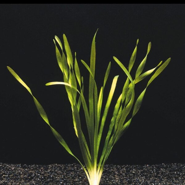 Vallisneria spirális