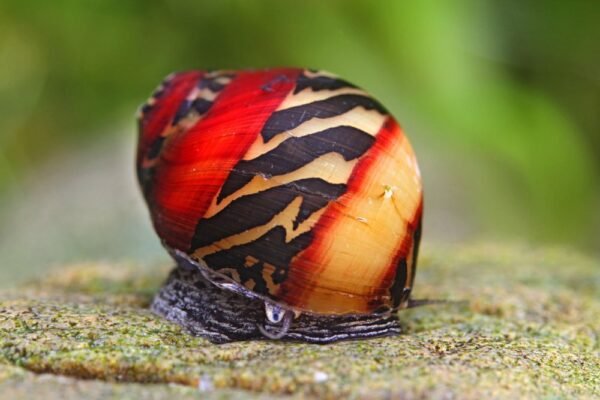 Versenycsiga (Vittina waigiensis)