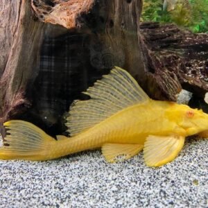 Vitorlás óriás algaevő ARANY (Pterygoplichthys gibbiceps)