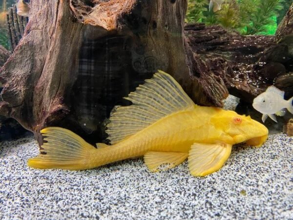 Vitorlás óriás algaevő ARANY (Pterygoplichthys gibbiceps)