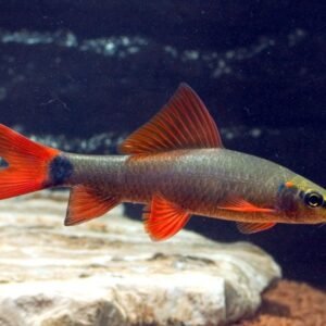 Vörös rojtosszájú hal (Epalzeorhynchos frenatus)