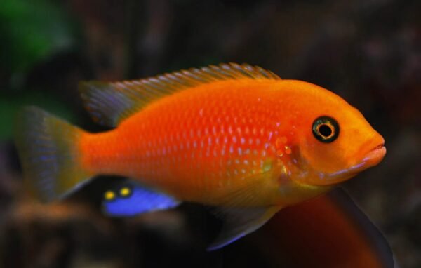 Vörös zebrasügér (Maylandia estheraei "Rot-rot")