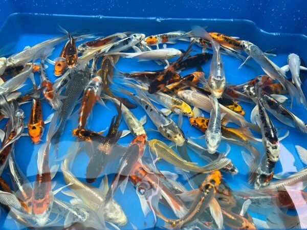 Koi - Yamasan Butterfly 25-30 cm - Image 6