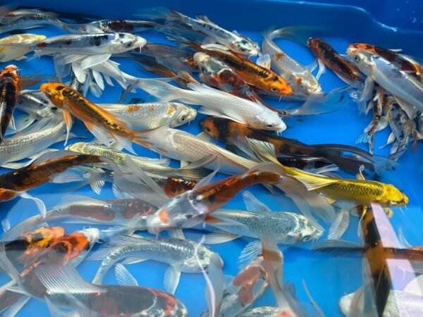 Koi - Yamasan Butterfly 25-30 cm
