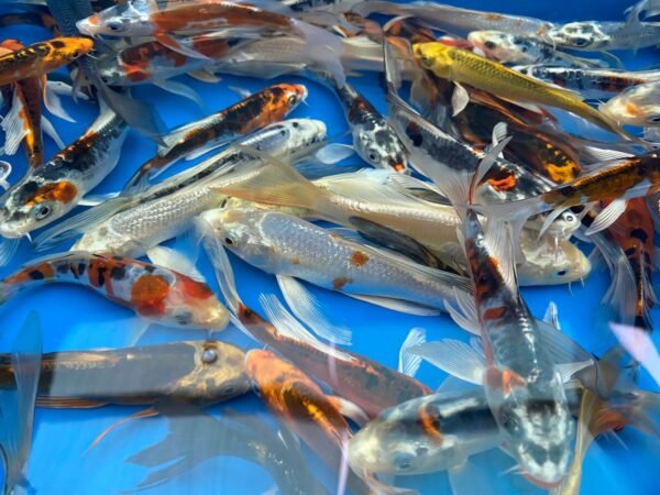 Koi - Yamasan Butterfly 25-30 cm - Image 4