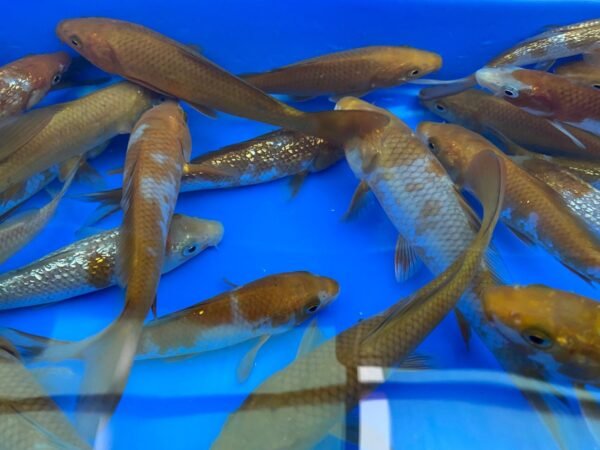 Koi - Yamasan Ochiba 25-30 cm - Image 9