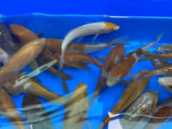 Koi - Yamasan Ochiba 25-30 cm - Image 3