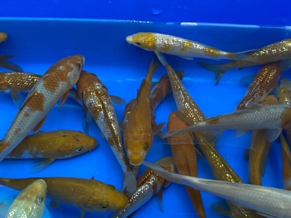 Koi - Yamasan Ochiba 25-30 cm - Image 5