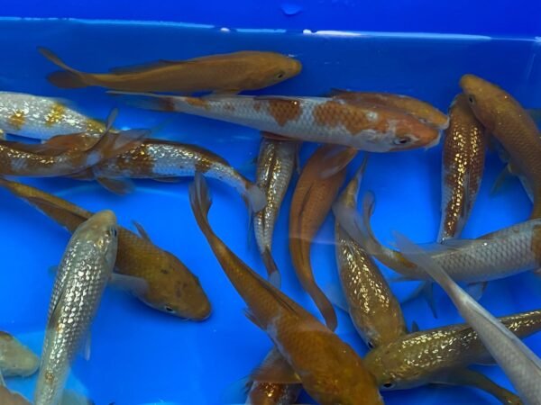 Koi - Yamasan Ochiba 25-30 cm - Image 7