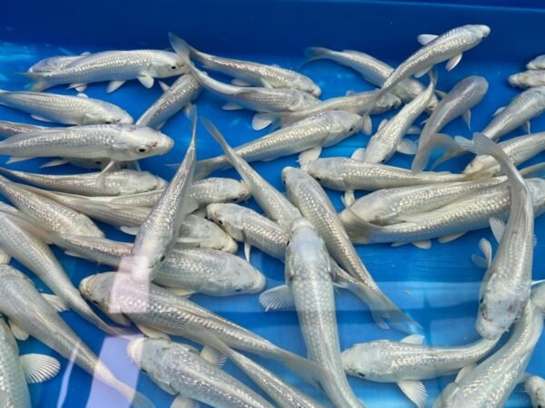 Koi - Yamasan HQ Ginrin Platinum Ogon 25-30 cm - Image 7