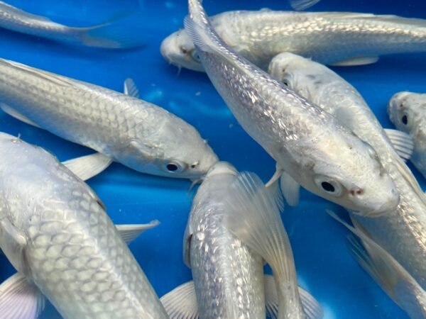 Koi - Yamasan HQ Ginrin Platinum Ogon 25-30 cm - Image 3