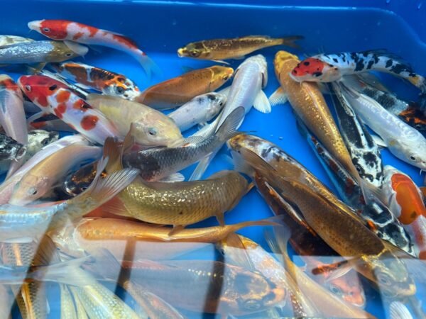 Koi - Aokiya mix 25-30 cm - Image 12