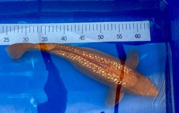 Koi - Yamasan Ginrin Benigoi 50-55 cm