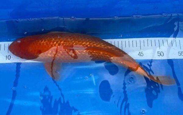 Koi - Yamasan Ginrin Benigoi  50-55cm (B1) - Japán import koi