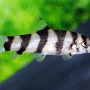Zebraöves díszcsík (Botia histrionica)