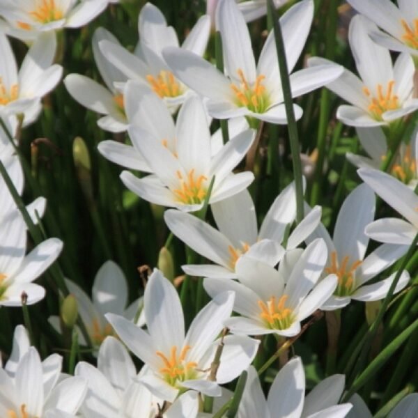 Hófehér zefírvirág (Zephyranthes candida) - Image 3
