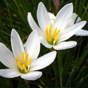 Hófehér zefírvirág (Zephyranthes candida)