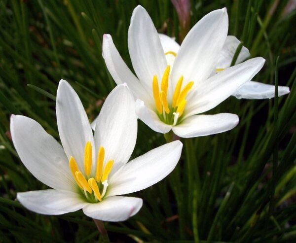 Hófehér zefírvirág (Zephyranthes candida)