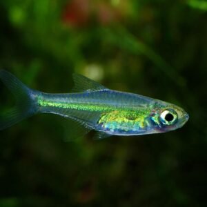 Zöld törperazbóra (Microdevario kubotai)
