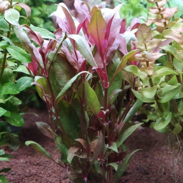 Alternanthera lilacina